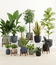 Load image into Gallery viewer, Deep Forest stand:five_stands
