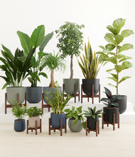 Load image into Gallery viewer, Deep Forest stand:eight_stands
