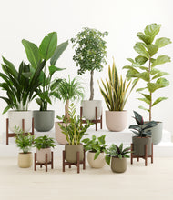 Load image into Gallery viewer, Woodland stand:five_stands
