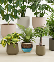 Load image into Gallery viewer, Woodland stand:all
