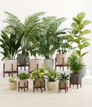 Load image into Gallery viewer, Woodland stand:eight_stands
