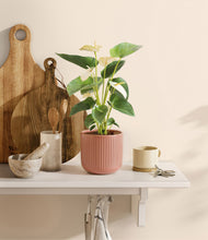 Load image into Gallery viewer, Striped Rose Pink
