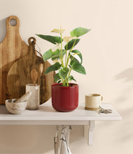 Load image into Gallery viewer, Striped Cherry Red
