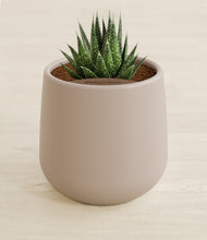 Load image into Gallery viewer, Eternal Gray stand:all
