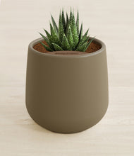 Load image into Gallery viewer, Olive stand:all
