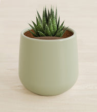 Load image into Gallery viewer, Turquoise stand:all
