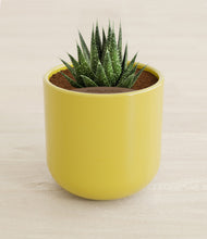 Load image into Gallery viewer, Key Lime Yellow stand:all
