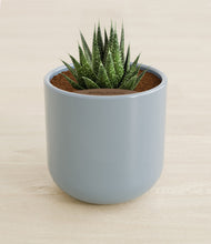 Load image into Gallery viewer, Misty Blue stand:all
