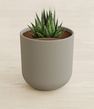 Load image into Gallery viewer, Sage Green stand:all
