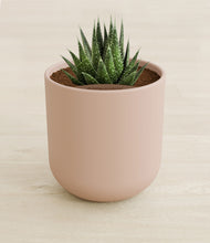 Load image into Gallery viewer, Sandy Pink stand:all
