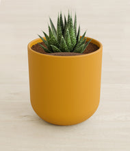 Load image into Gallery viewer, Sunset Orange stand:all
