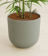 Load image into Gallery viewer, Sage Green stand:all
