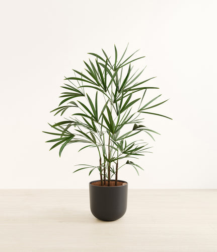 Stone Black*****Profile