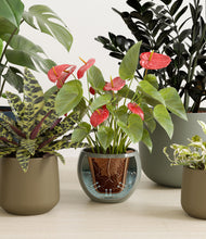 Load image into Gallery viewer, Leafy Lineage
