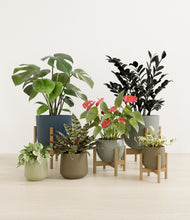 Load image into Gallery viewer, Earthy stand:four_stands
