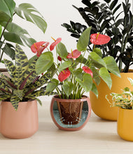 Load image into Gallery viewer, Leafy Lineage
