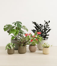 Load image into Gallery viewer, Woodland*****Profile
