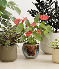 Load image into Gallery viewer, Leafy Lineage
