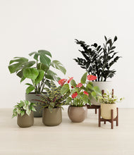 Load image into Gallery viewer, Woodland stand:two_stands
