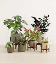 Load image into Gallery viewer, Woodland stand:four_stands
