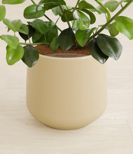 Load image into Gallery viewer, Almond Green stand:all
