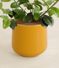 Load image into Gallery viewer, Mustard stand:all
