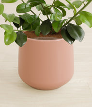 Load image into Gallery viewer, Calm Rose stand:all
