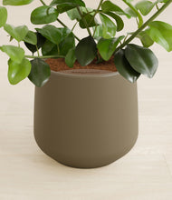 Load image into Gallery viewer, Olive stand:all
