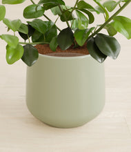 Load image into Gallery viewer, Turquoise stand:all
