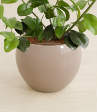 Load image into Gallery viewer, Desert Brown stand:all
