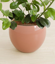 Load image into Gallery viewer, Calm Rose stand:all
