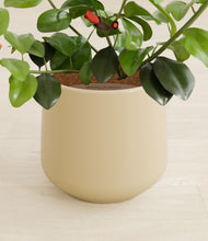 Load image into Gallery viewer, Almond Green stand:all
