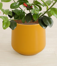 Load image into Gallery viewer, Mustard stand:all
