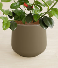 Load image into Gallery viewer, Olive stand:all
