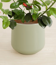 Load image into Gallery viewer, Turquoise stand:all
