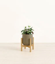 Load image into Gallery viewer, Olive stand:bamboo
