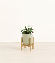 Load image into Gallery viewer, Turquoise stand:bamboo
