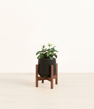 Load image into Gallery viewer, Black stand:walnut
