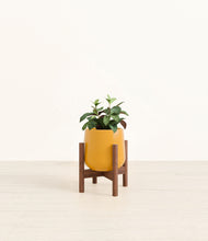 Load image into Gallery viewer, Mustard stand:walnut

