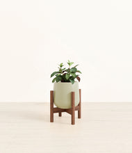 Load image into Gallery viewer, Turquoise stand:walnut
