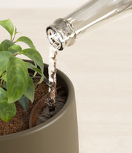 Load image into Gallery viewer, Olive stand:all
