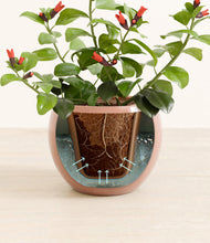 Load image into Gallery viewer, Calm Rose stand:all
