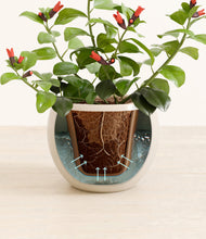 Load image into Gallery viewer, Shiny EggWhite stand:all
