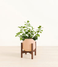 Load image into Gallery viewer, Gentle Pink stand:walnut
