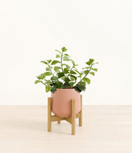 Load image into Gallery viewer, Calm Rose stand:bamboo
