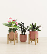 Load image into Gallery viewer, Blush Harmony stand:two_stands
