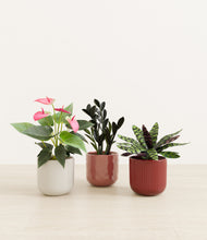 Load image into Gallery viewer, Coral Elegance*****Profile
