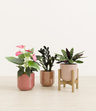 Load image into Gallery viewer, Peaches and Cream stand:one_stand

