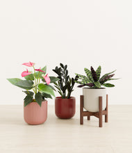 Load image into Gallery viewer, Rustic Rouge stand:one_stand
