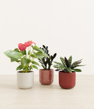 Load image into Gallery viewer, Coral Elegance*****Profile
